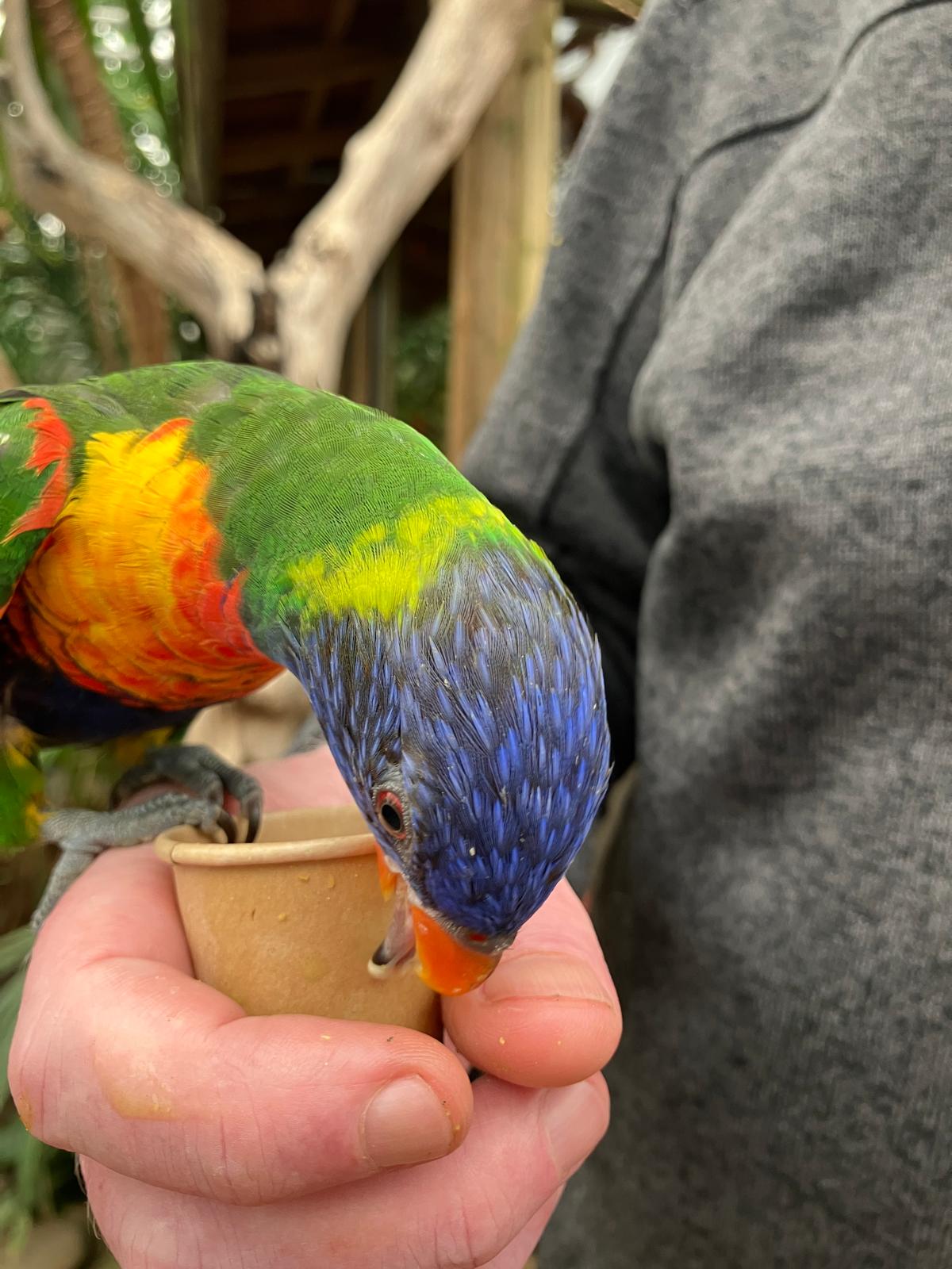 Foto 44 bij artikel "Uitje naar de Orchideenhoeve in Luttelgeest".